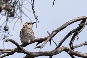 Horsfield's Bronze Cuckoo R5_AS_231201_3786.jpg