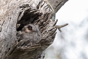 Owlet Nightjar R5_AS_231201_3863.jpg