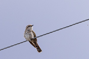 Horsfield's Bronze Cuckoo R5_AS_231201_3867.jpg