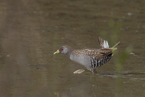 Australian Crake R5_AS_231201_3891.jpg