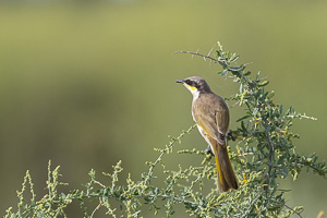 Singing Honeyeater R5_AS_231201_3950.jpg