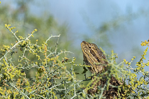Bearded Dragon R5_AS_231201_3977.jpg