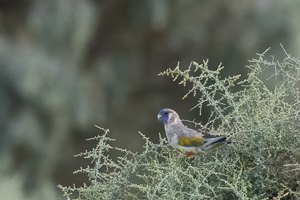 Eastern Bluebonnet R5_AS_231201_4012-Bearbeitet.jpg