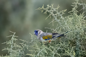 Eastern Bluebonnet R5_AS_231201_4038-Bearbeitet.jpg