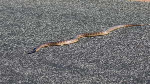 5D-Mark-IV_AS_180522_2618.jpg 5D-Mark-IV_AS_180522_2618.jpg