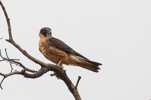 5D-Mark-IV_AS_180525_2695.jpg 5D-Mark-IV_AS_180525_2695.jpg