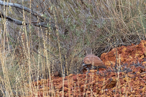 5D-Mark-IV_AS_180525_2701.jpg 5D-Mark-IV_AS_180525_2701.jpg