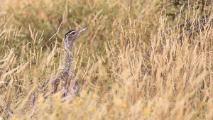 5D-Mark-IV_AS_180526_2710.jpg 5D-Mark-IV_AS_180526_2710.jpg