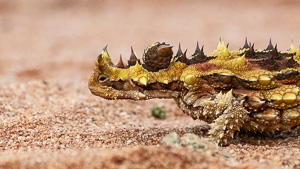 5D-Mark-IV_AS_180526_2731.jpg 5D-Mark-IV_AS_180526_2731.jpg