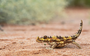 5D-Mark-IV_AS_180526_2733.jpg 5D-Mark-IV_AS_180526_2733.jpg