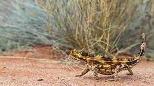 5D-Mark-IV_AS_180526_2737-Bearbeitet.jpg 5D-Mark-IV_AS_180526_2737-Bearbeitet.jpg