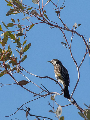 5D-Mark-IV_AS_180527_2765.jpg 5D-Mark-IV_AS_180527_2765.jpg