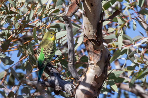 5D-Mark-IV_AS_180527_2779.jpg 5D-Mark-IV_AS_180527_2779.jpg