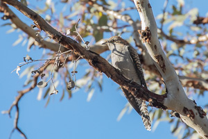 5D-Mark-IV_AS_180528_2865.jpg 5D-Mark-IV_AS_180528_2865.jpg