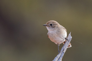 5D-Mark-IV_AS_180528_2870.jpg 5D-Mark-IV_AS_180528_2870.jpg