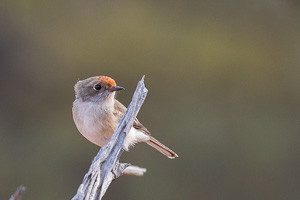 5D-Mark-IV_AS_180528_2874.jpg 5D-Mark-IV_AS_180528_2874.jpg