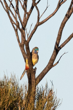 5D-Mark-IV_AS_180529_2886.jpg 5D-Mark-IV_AS_180529_2886.jpg