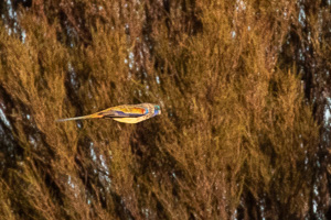 5D-Mark-IV_AS_180529_2896.jpg 5D-Mark-IV_AS_180529_2896.jpg