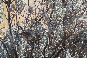 5D-Mark-IV_AS_180529_2907.jpg 5D-Mark-IV_AS_180529_2907.jpg