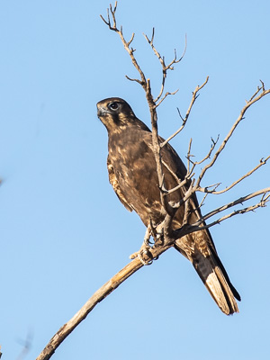 5D-Mark-IV_AS_180529_2930.jpg 5D-Mark-IV_AS_180529_2930.jpg