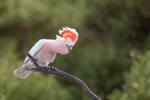 5D-Mark-IV_AS_180531_3048-Bearbeitet.jpg 5D-Mark-IV_AS_180531_3048-Bearbeitet.jpg