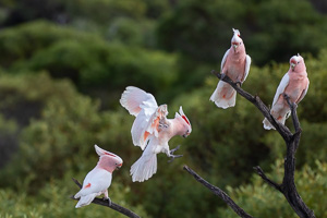 5D-Mark-IV_AS_180531_3077.jpg 5D-Mark-IV_AS_180531_3077.jpg