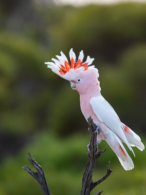 5D-Mark-IV_AS_180531_3095.jpg 5D-Mark-IV_AS_180531_3095.jpg