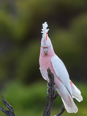 5D-Mark-IV_AS_180531_3098.jpg 5D-Mark-IV_AS_180531_3098.jpg