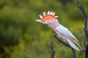 5D-Mark-IV_AS_180531_3099.jpg 5D-Mark-IV_AS_180531_3099.jpg