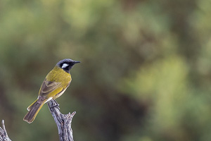 5D-Mark-IV_AS_180531_3131.jpg 5D-Mark-IV_AS_180531_3131.jpg