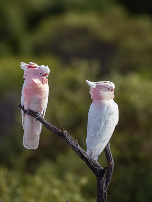 5D-Mark-IV_AS_180531_3146.jpg 5D-Mark-IV_AS_180531_3146.jpg