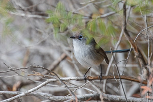 5D-Mark-IV_AS_180531_3158.jpg 5D-Mark-IV_AS_180531_3158.jpg