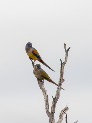 5D-Mark-IV_AS_180601_3197.jpg 5D-Mark-IV_AS_180601_3197.jpg