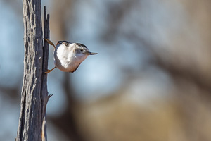 5D-Mark-IV_AS_180603_3220.jpg 5D-Mark-IV_AS_180603_3220.jpg