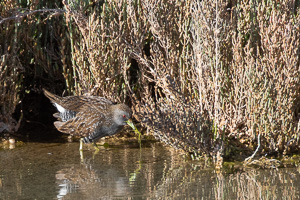 5D-Mark-IV_AS_180604_3263.jpg 5D-Mark-IV_AS_180604_3263.jpg