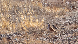 5D-Mark-IV_AS_180604_3270.jpg 5D-Mark-IV_AS_180604_3270.jpg