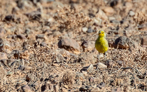 5D-Mark-IV_AS_180604_3314.jpg 5D-Mark-IV_AS_180604_3314.jpg