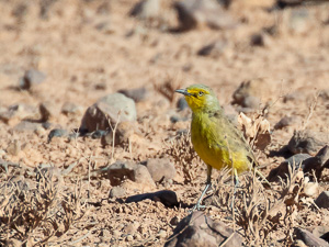 5D-Mark-IV_AS_180604_3377.jpg 5D-Mark-IV_AS_180604_3377.jpg