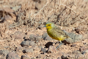 5D-Mark-IV_AS_180604_3388.jpg 5D-Mark-IV_AS_180604_3388.jpg