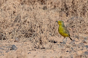 5D-Mark-IV_AS_180604_3433.jpg 5D-Mark-IV_AS_180604_3433.jpg