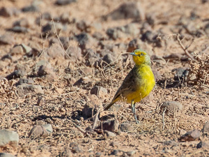 5D-Mark-IV_AS_180604_3488.jpg 5D-Mark-IV_AS_180604_3488.jpg