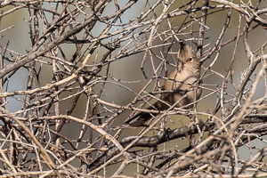 5D-Mark-IV_AS_180604_3508.jpg 5D-Mark-IV_AS_180604_3508.jpg