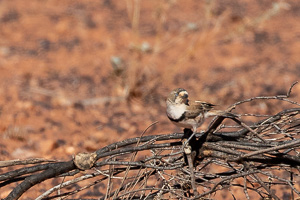 5D-Mark-IV_AS_180605_3556.jpg 5D-Mark-IV_AS_180605_3556.jpg