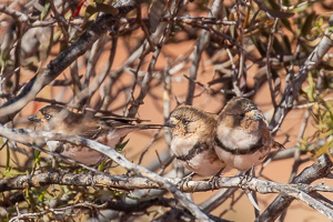 5D-Mark-IV_AS_180605_3650.jpg 5D-Mark-IV_AS_180605_3650.jpg