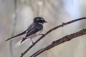 5D-Mark-IV_AS_180605_3705.jpg 5D-Mark-IV_AS_180605_3705.jpg