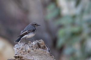 5D-Mark-IV_AS_180605_3713.jpg 5D-Mark-IV_AS_180605_3713.jpg