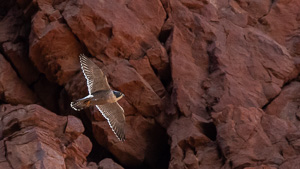 5D-Mark-IV_AS_180605_3724.jpg 5D-Mark-IV_AS_180605_3724.jpg