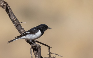 5D-Mark-IV_AS_180605_3739.jpg 5D-Mark-IV_AS_180605_3739.jpg