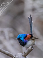 Varigated Fairy-wren 5D-Mark-IV_AS_180725_4874.jpg