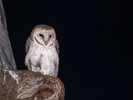 Barn Owl 5D-Mark-IV_AS_180725_4966.jpg